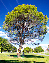 Lone Pine tree